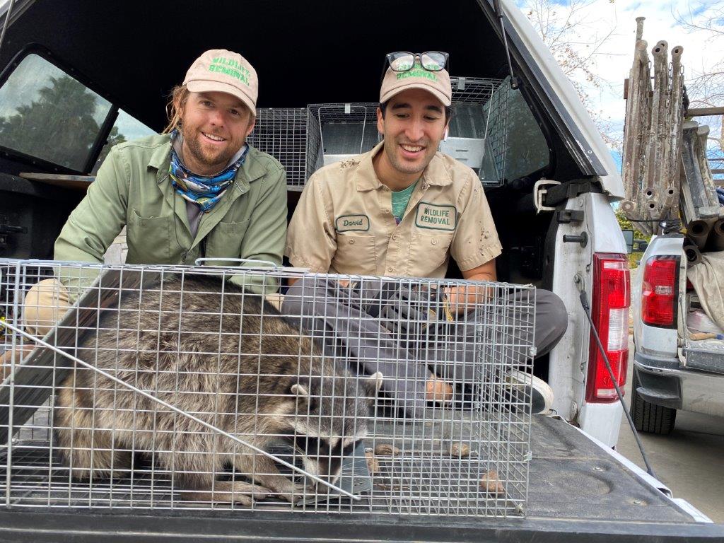 Marietta raccoon trapping